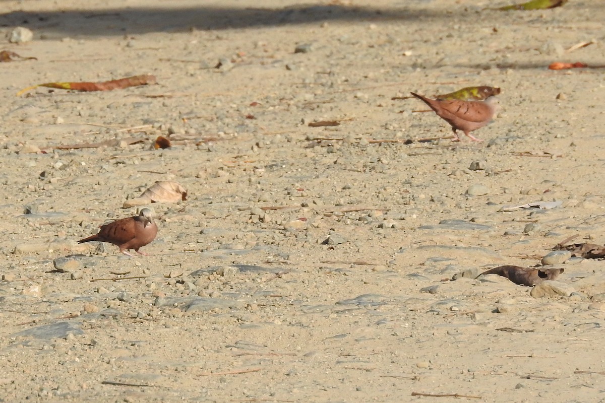 Ruddy Ground Dove - ML651334873