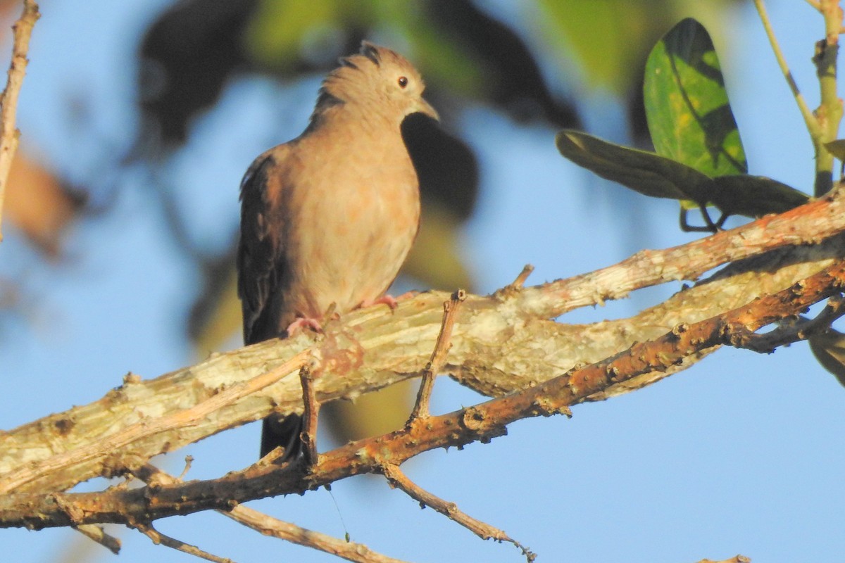 Ruddy Ground Dove - ML651334874