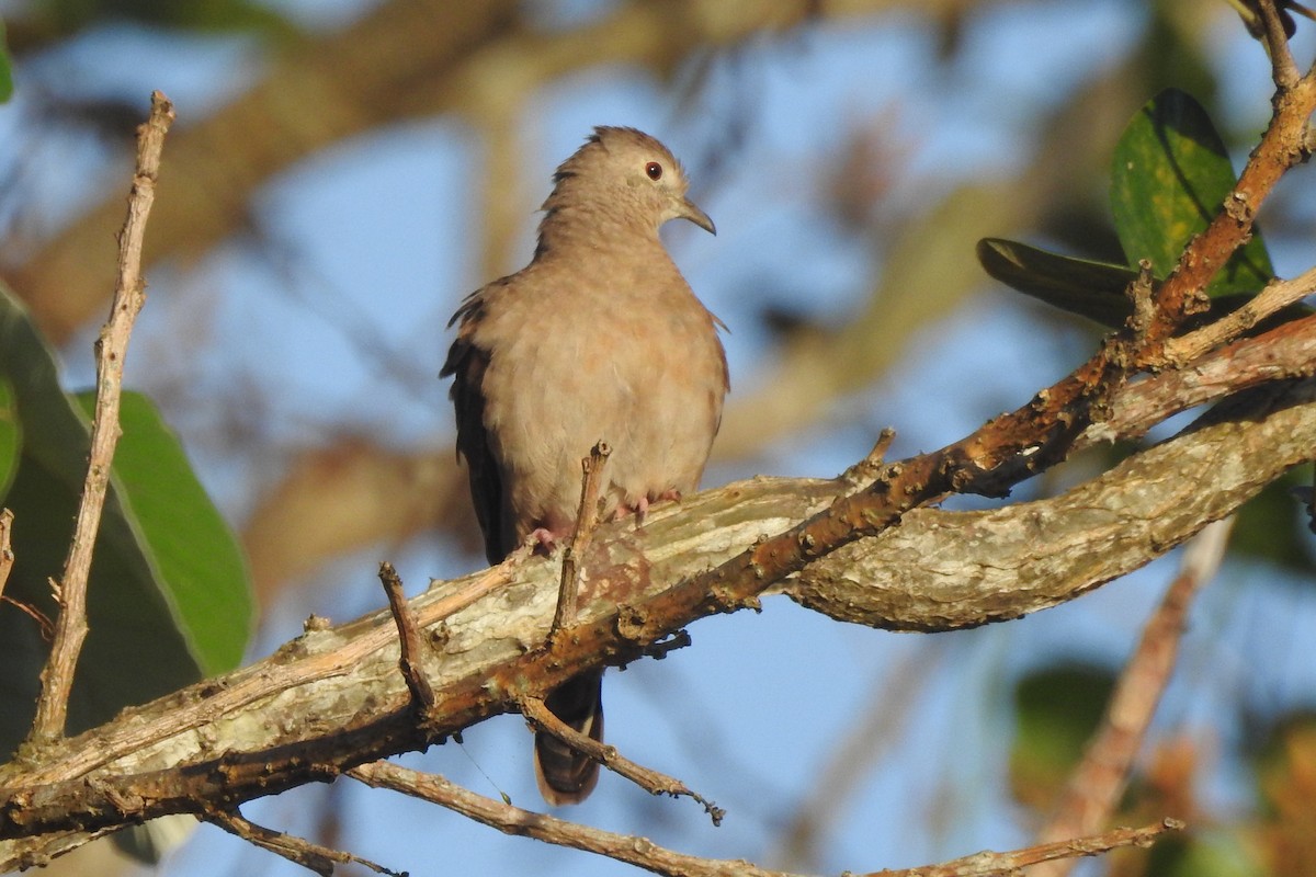 Ruddy Ground Dove - ML651334875