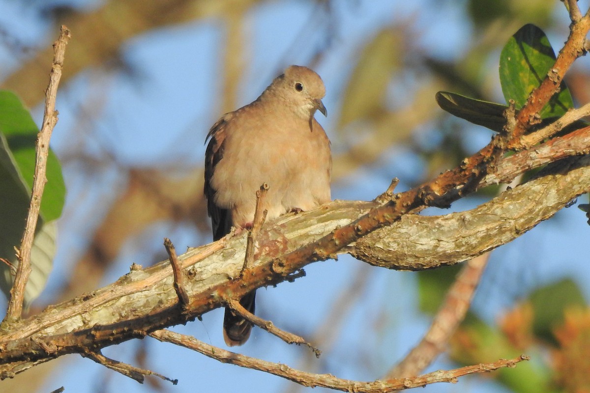 Ruddy Ground Dove - ML651334878