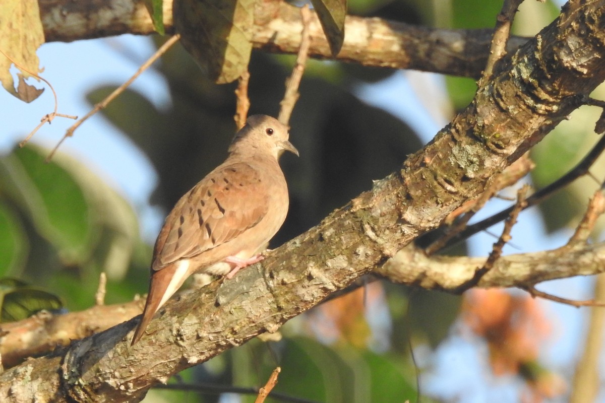 Ruddy Ground Dove - ML651334879