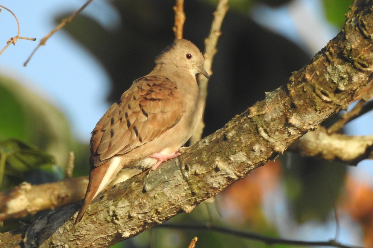 Ruddy Ground Dove - ML651334880
