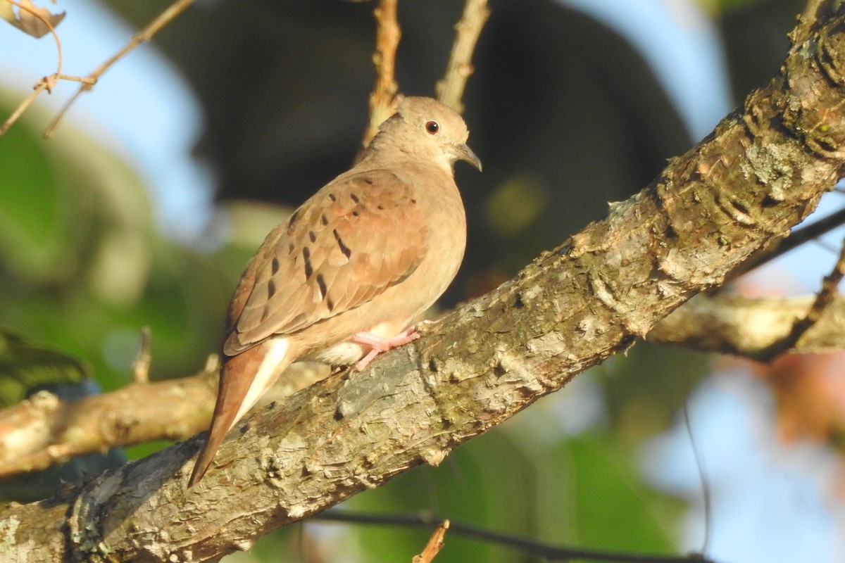 Ruddy Ground Dove - ML651334882