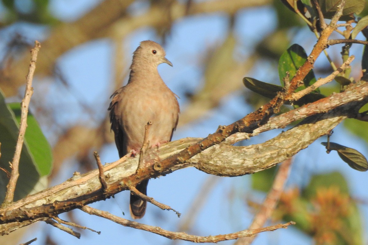 Ruddy Ground Dove - ML651334884