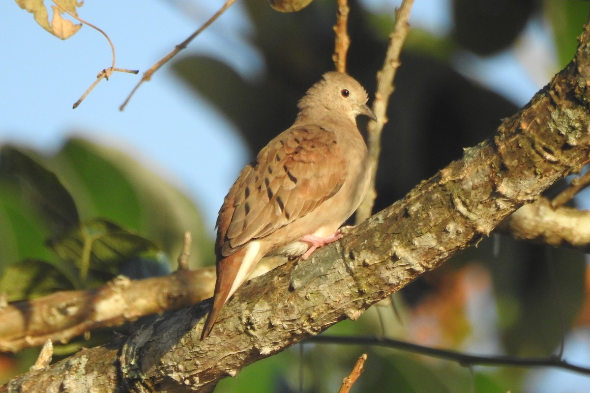 Ruddy Ground Dove - ML651334885