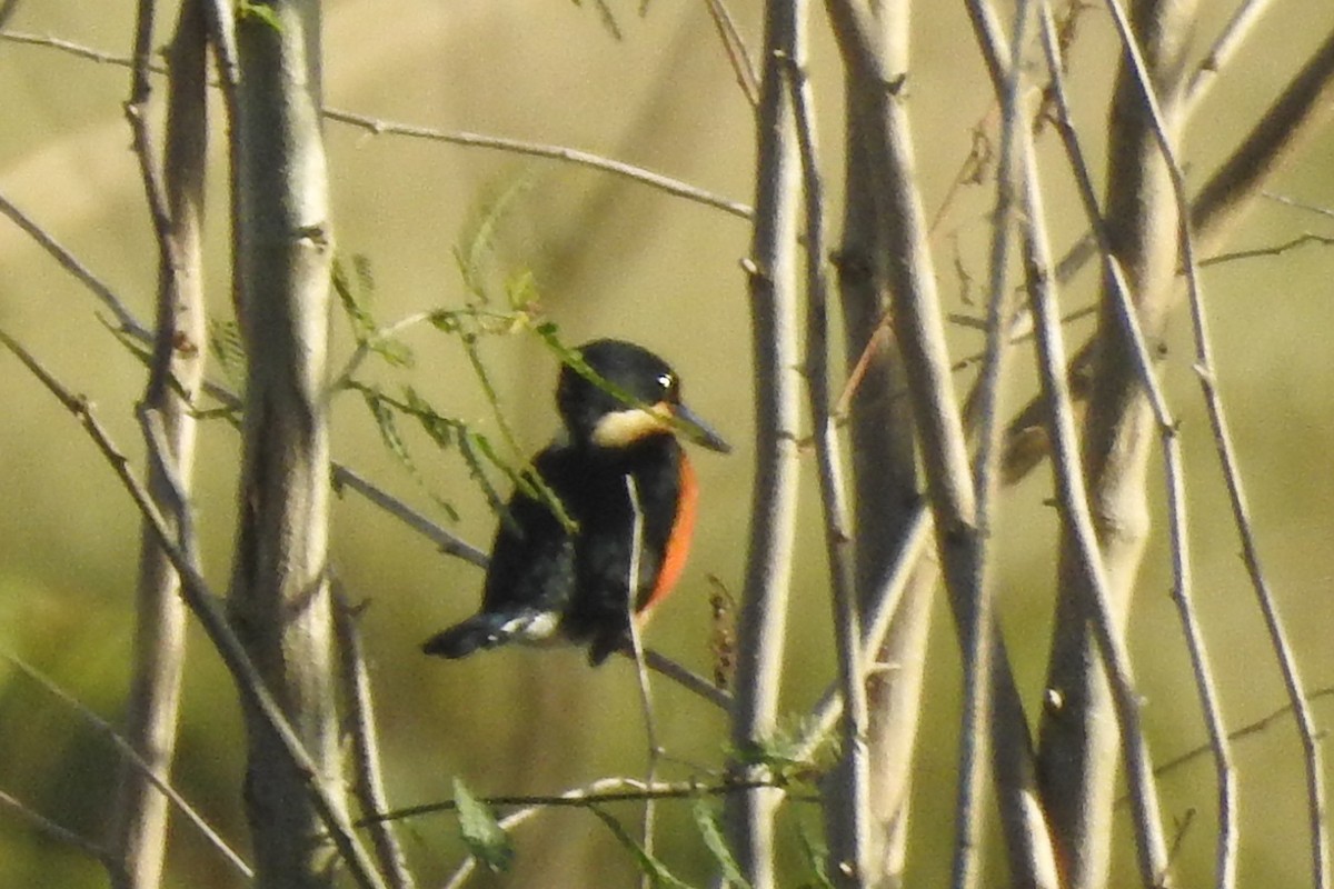 American Pygmy Kingfisher - ML651334894