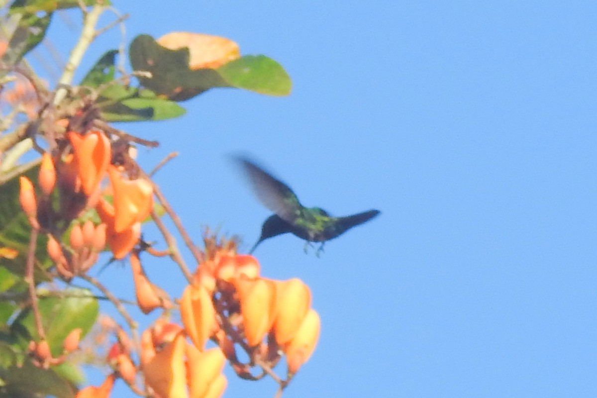 hummingbird sp. - ML651334925