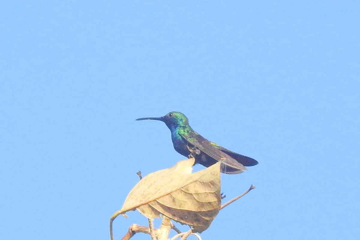 hummingbird sp. - ML651334926