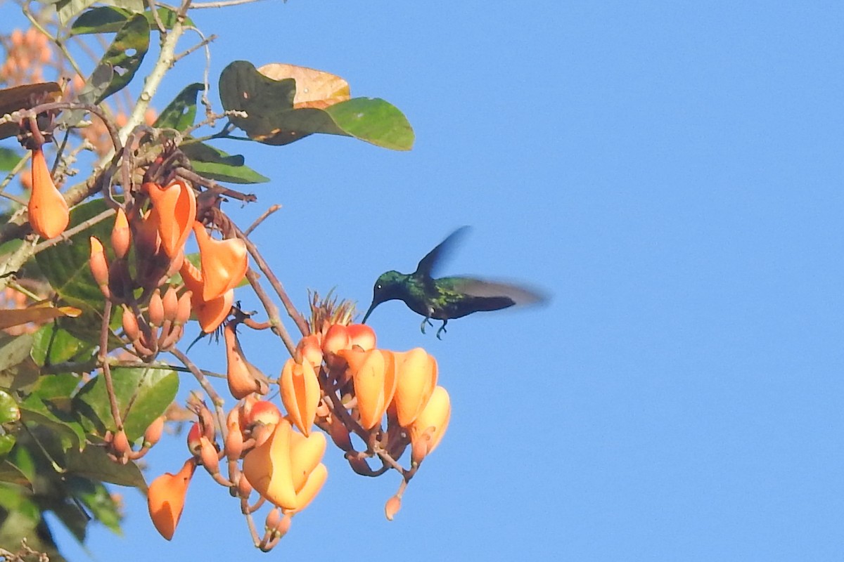 hummingbird sp. - ML651334927