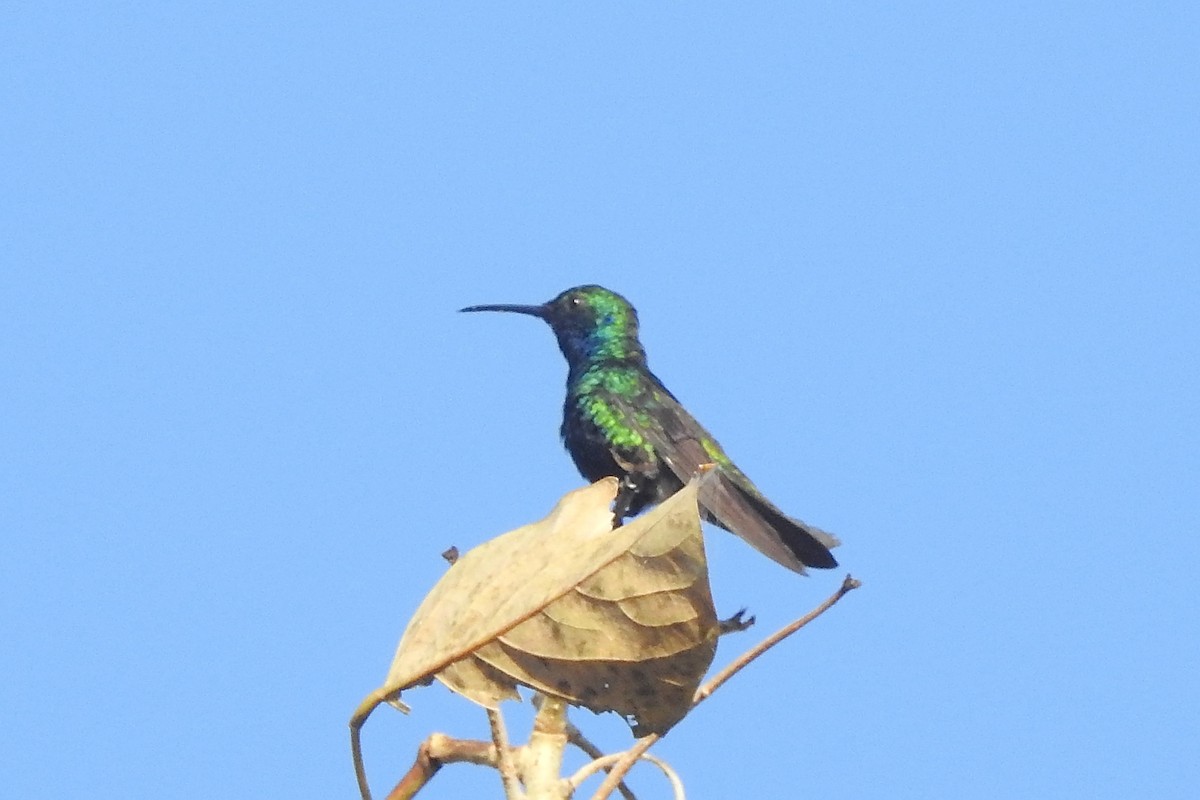 hummingbird sp. - ML651334928