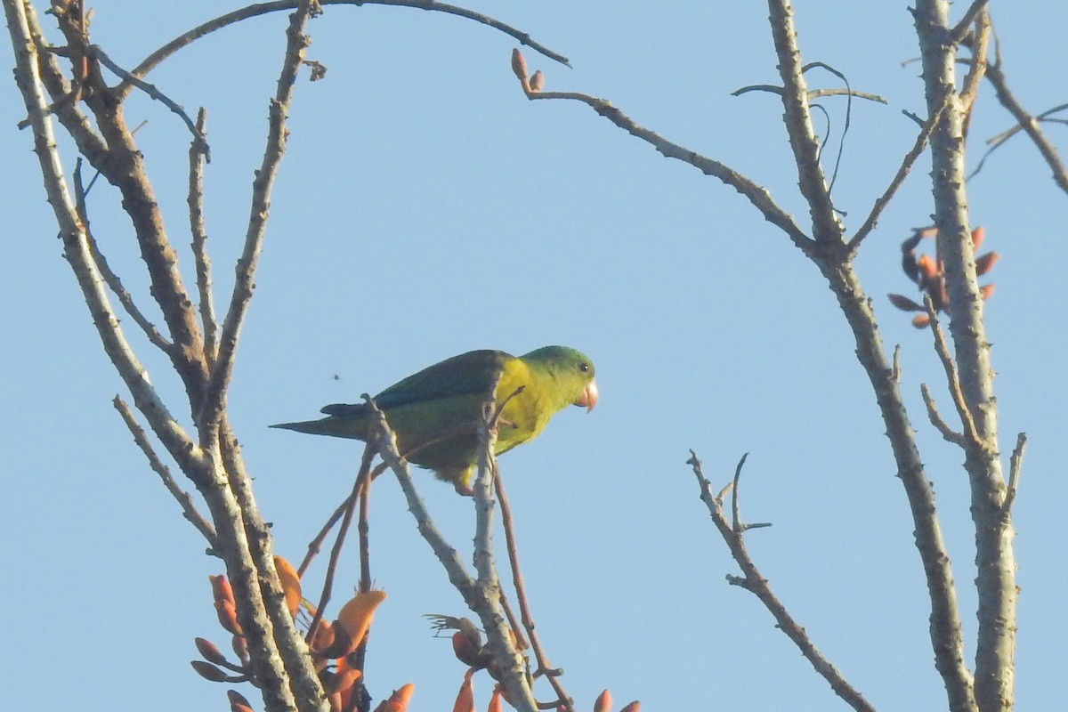 Orange-chinned Parakeet - ML651334942