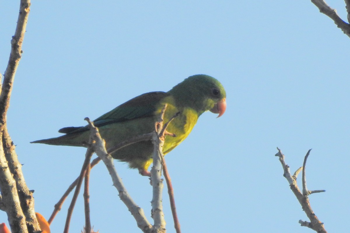 Orange-chinned Parakeet - ML651334943