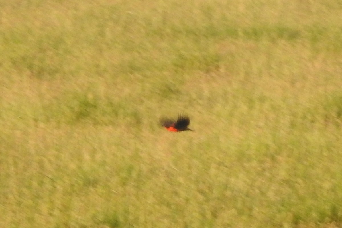 Red-breasted Meadowlark - ML651334953