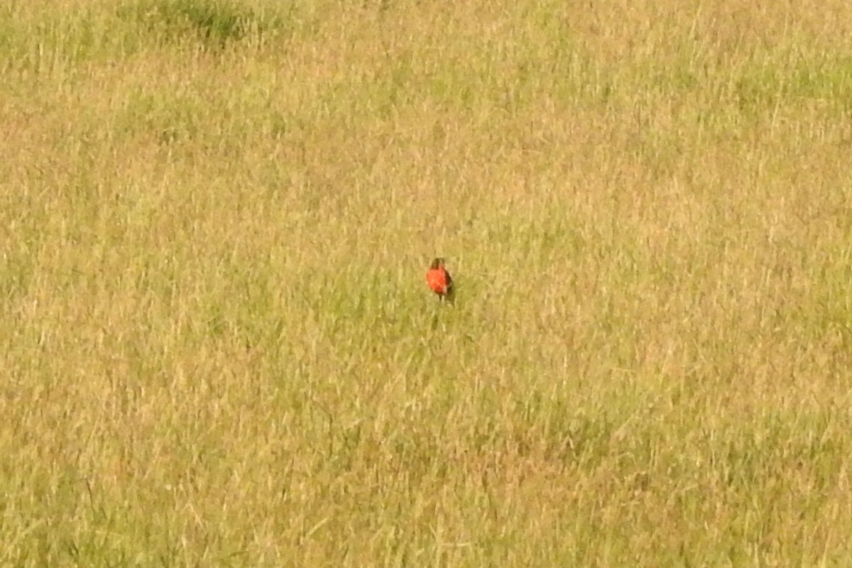 Red-breasted Meadowlark - ML651334954