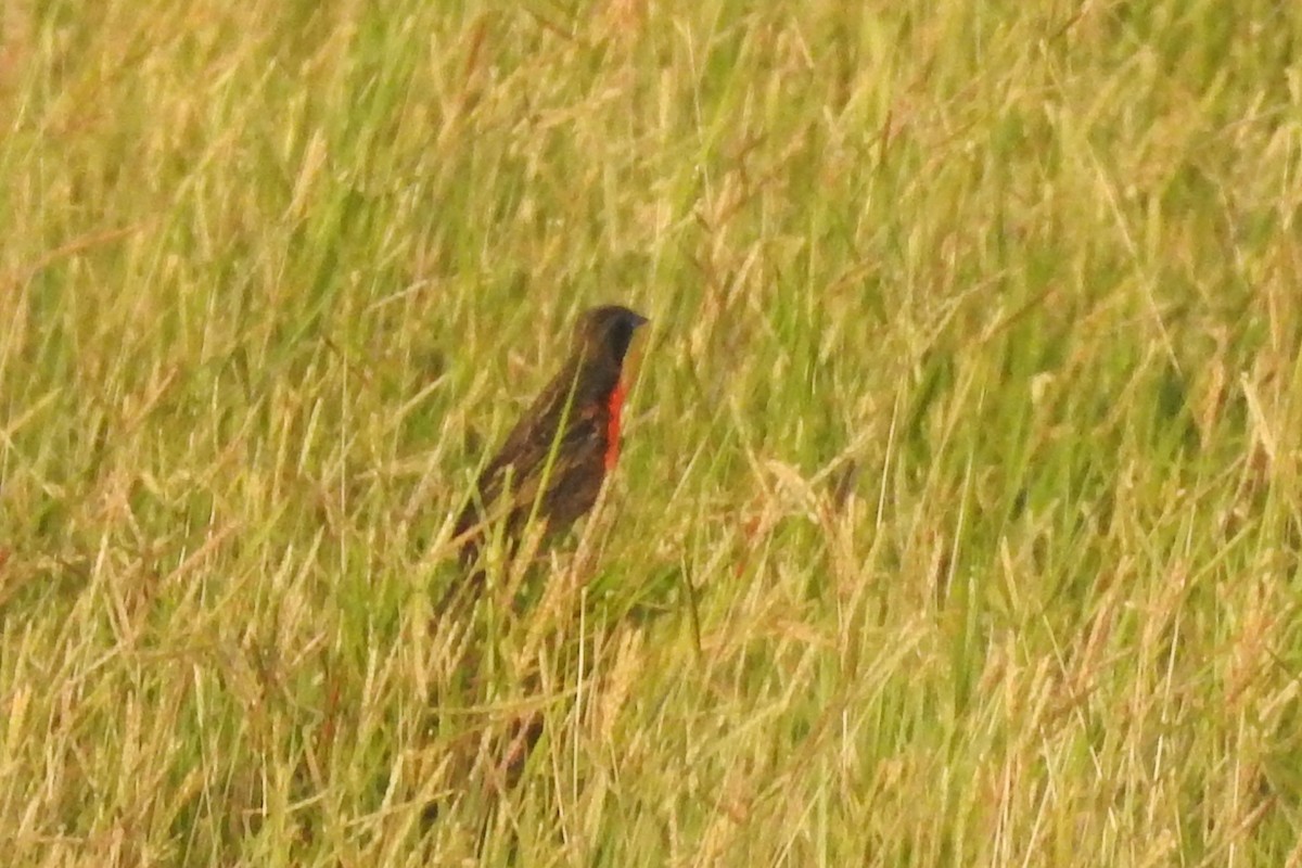 Red-breasted Meadowlark - ML651334955