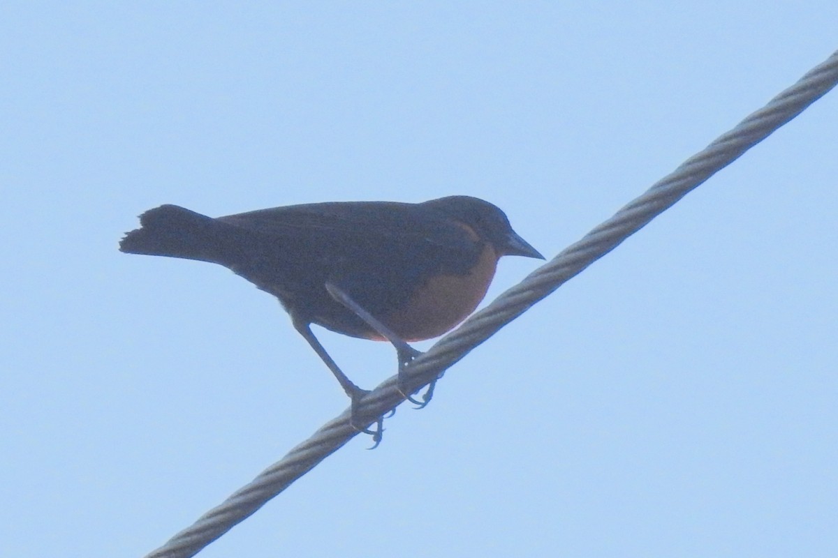 Red-breasted Meadowlark - ML651334956