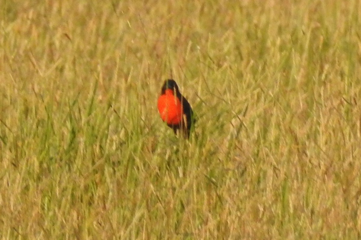 Red-breasted Meadowlark - ML651334957