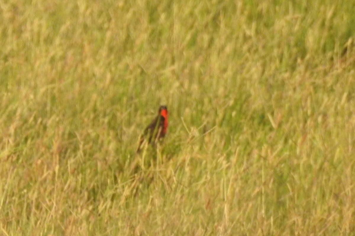 Red-breasted Meadowlark - ML651334958