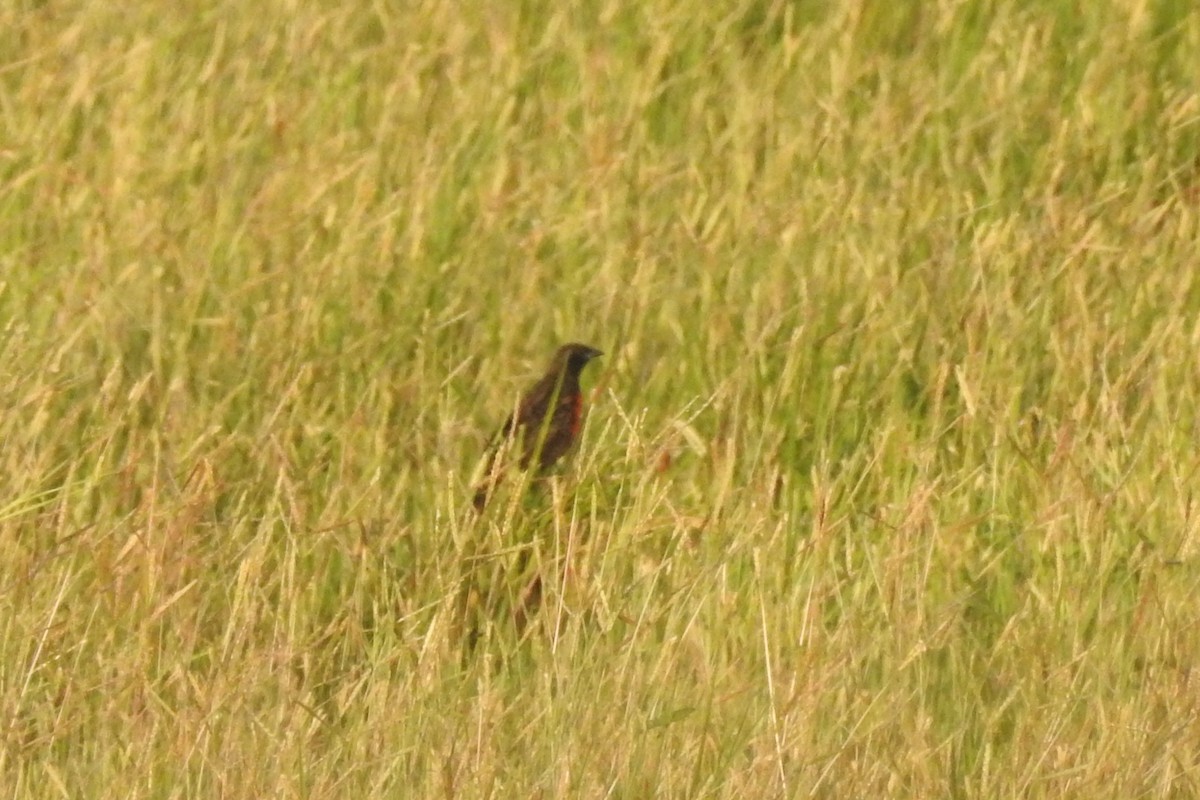Red-breasted Meadowlark - ML651334959