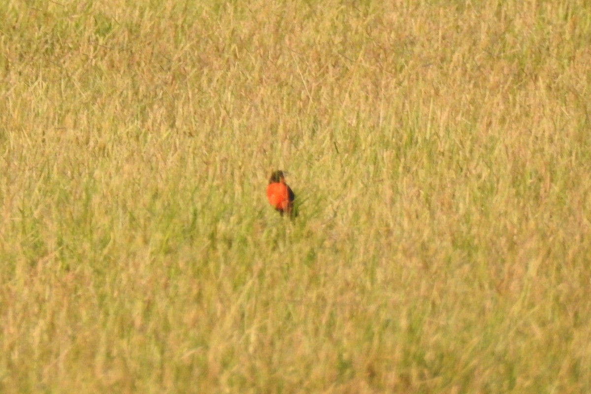 Red-breasted Meadowlark - ML651334961