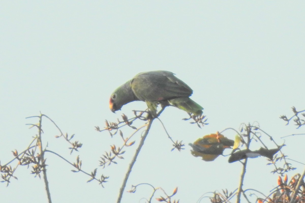 Red-lored Amazon - ML651334971