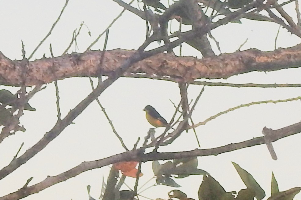 Thick-billed Euphonia - ML651334983