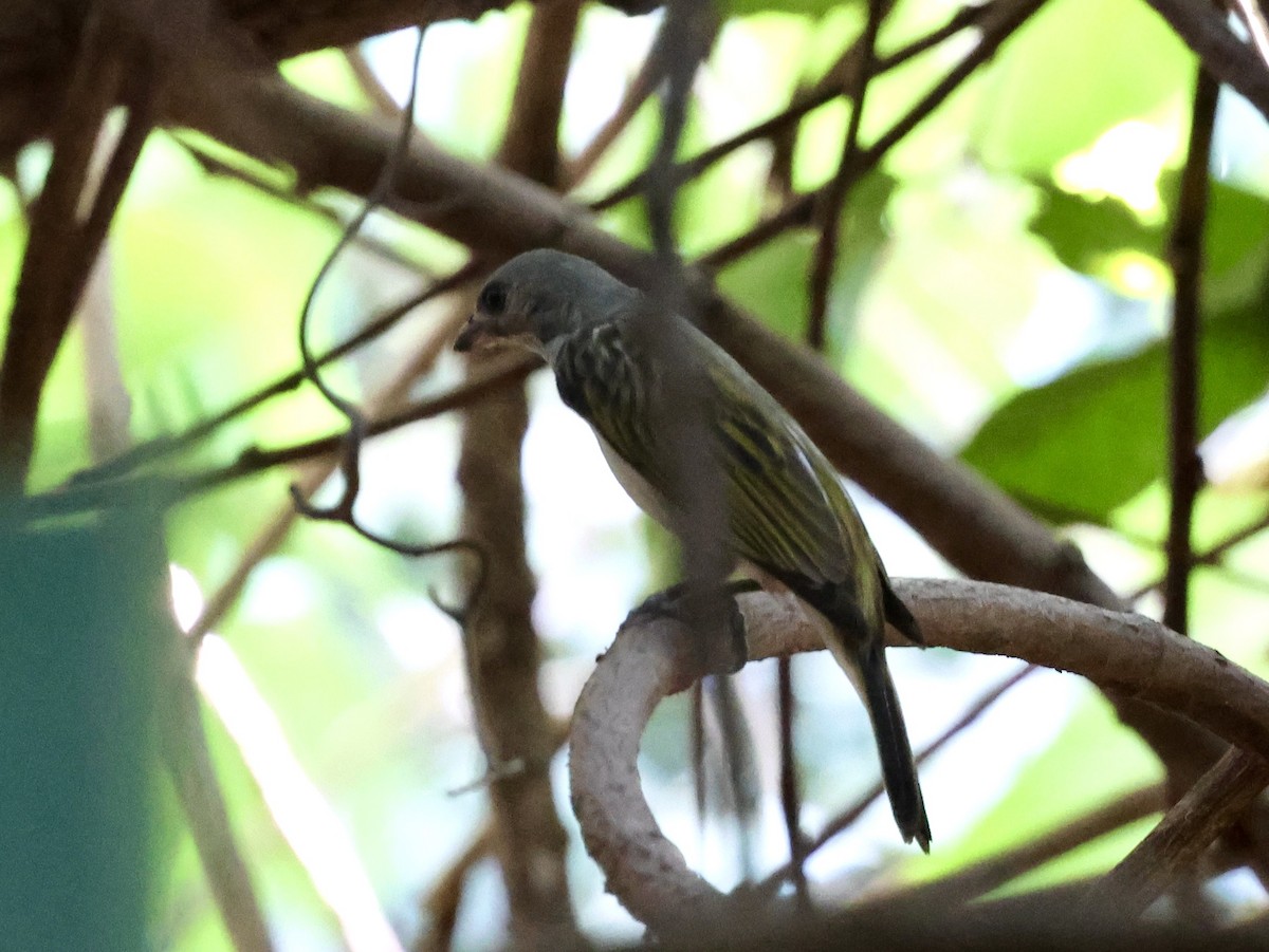 medozvěstka menší [skupina minor] - ML651335496