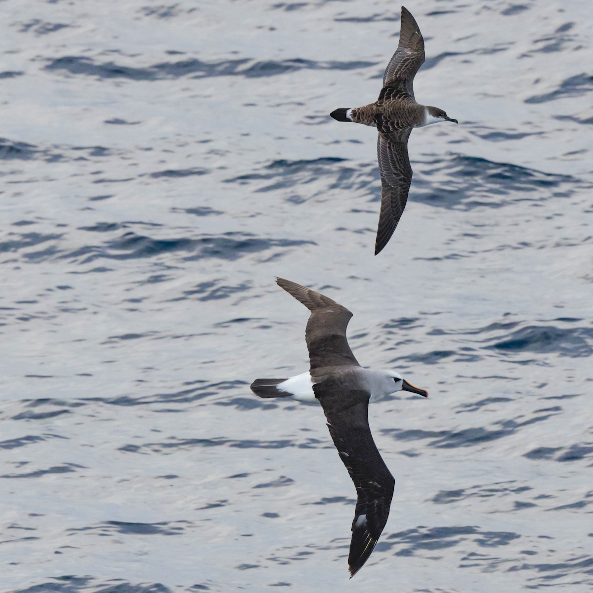 Atlantic Yellow-nosed Albatross - ML651335649