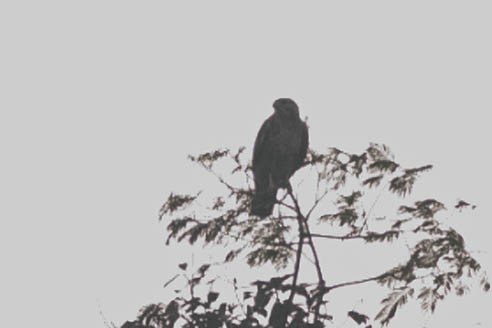 Buteo, unbestimmt - ML651336207