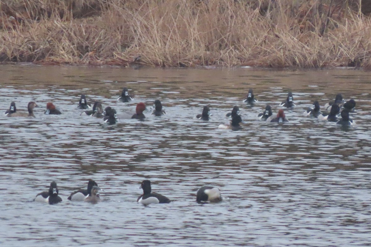 Попелюх американський - ML651336305