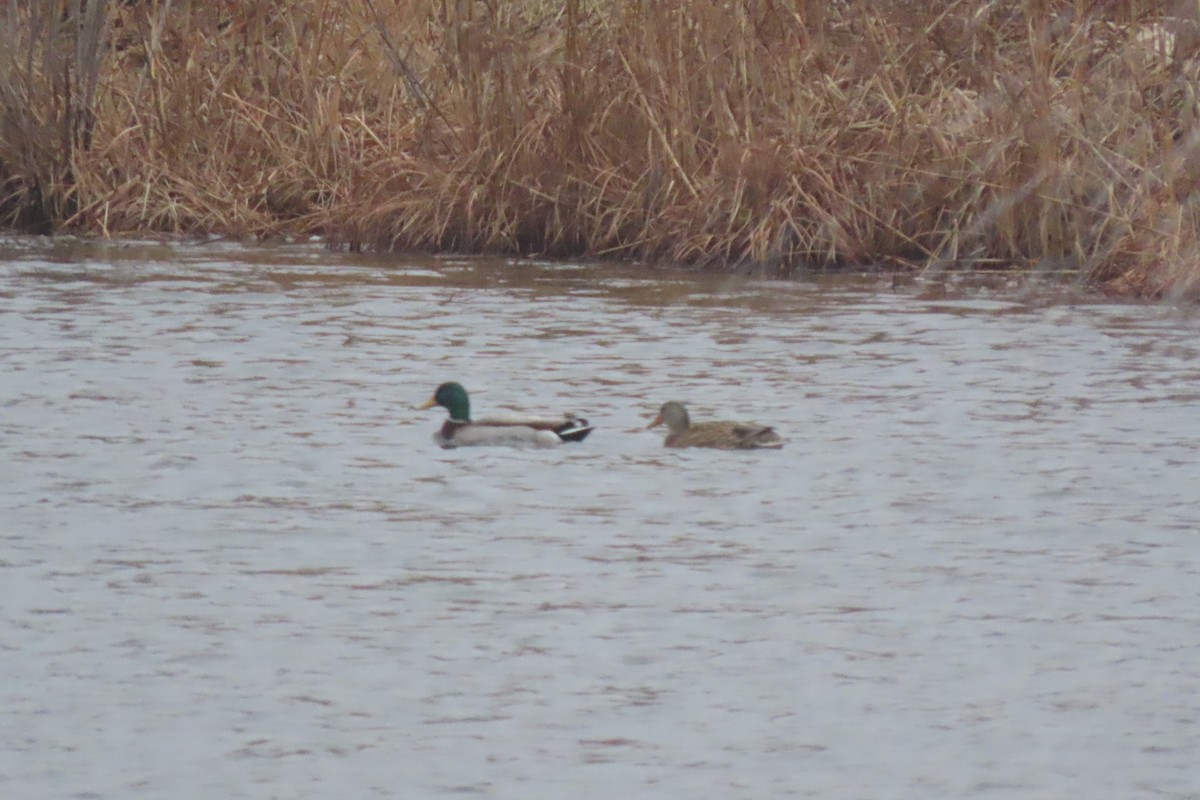 Крижень звичайний - ML651336363
