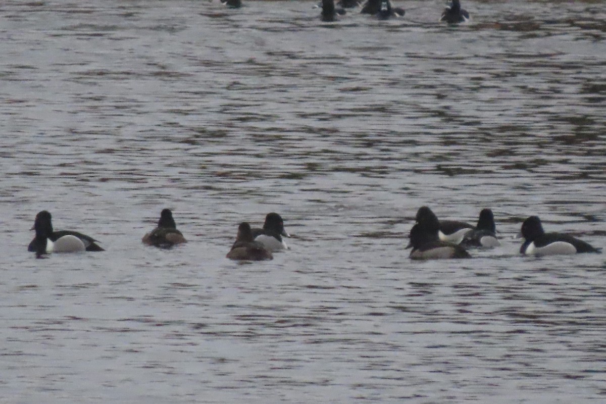 Чернь канадська - ML651336407