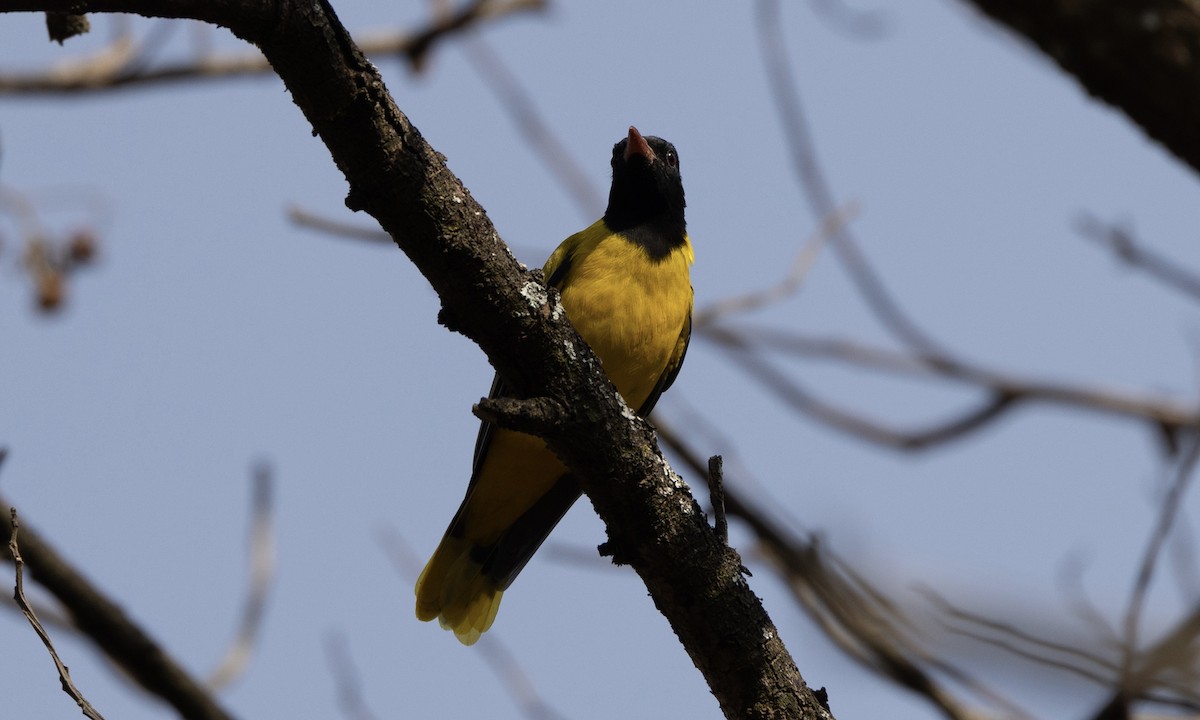 Ethiopian Black-headed Oriole - ML651336546