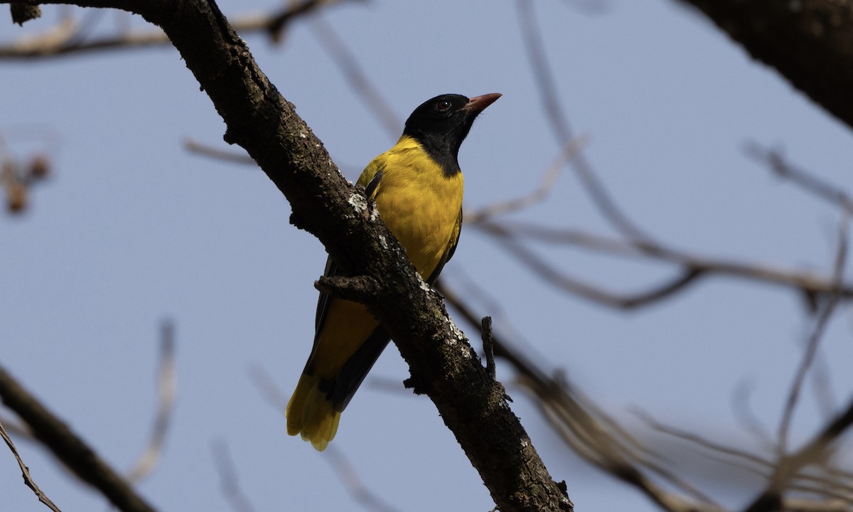 Ethiopian Black-headed Oriole - ML651336547