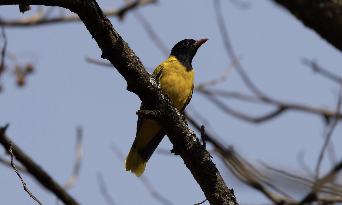 Ethiopian Black-headed Oriole - ML651336548