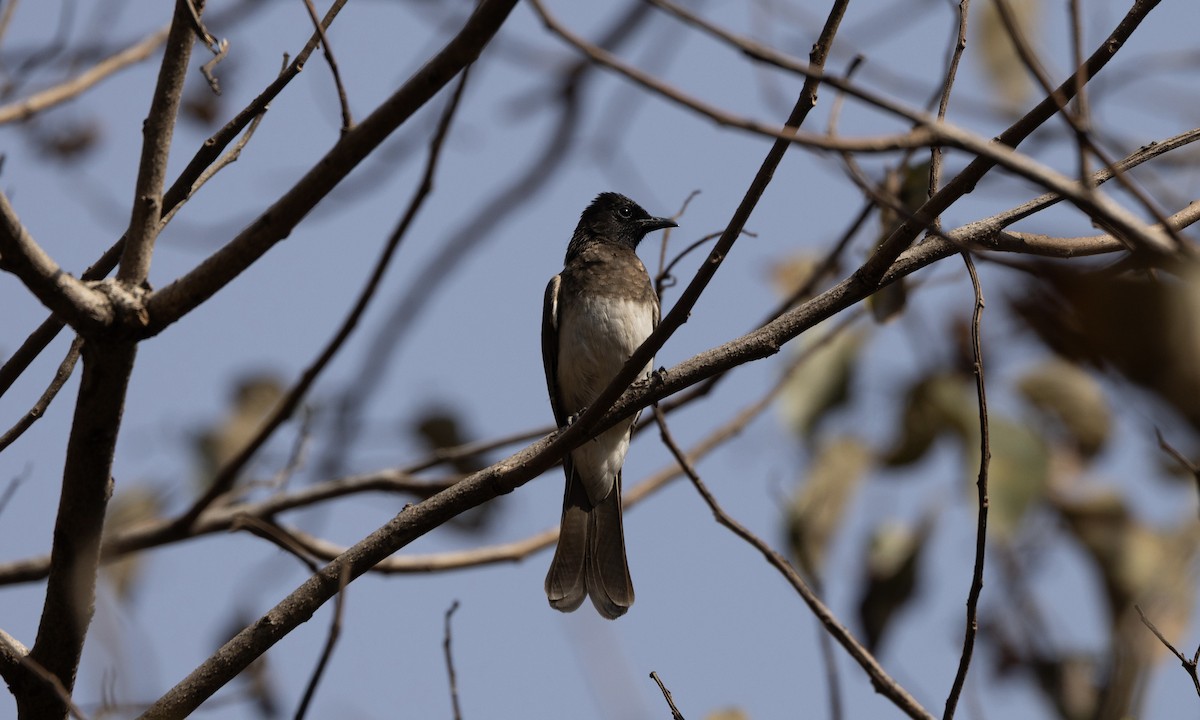 Common Bulbul - ML651336566