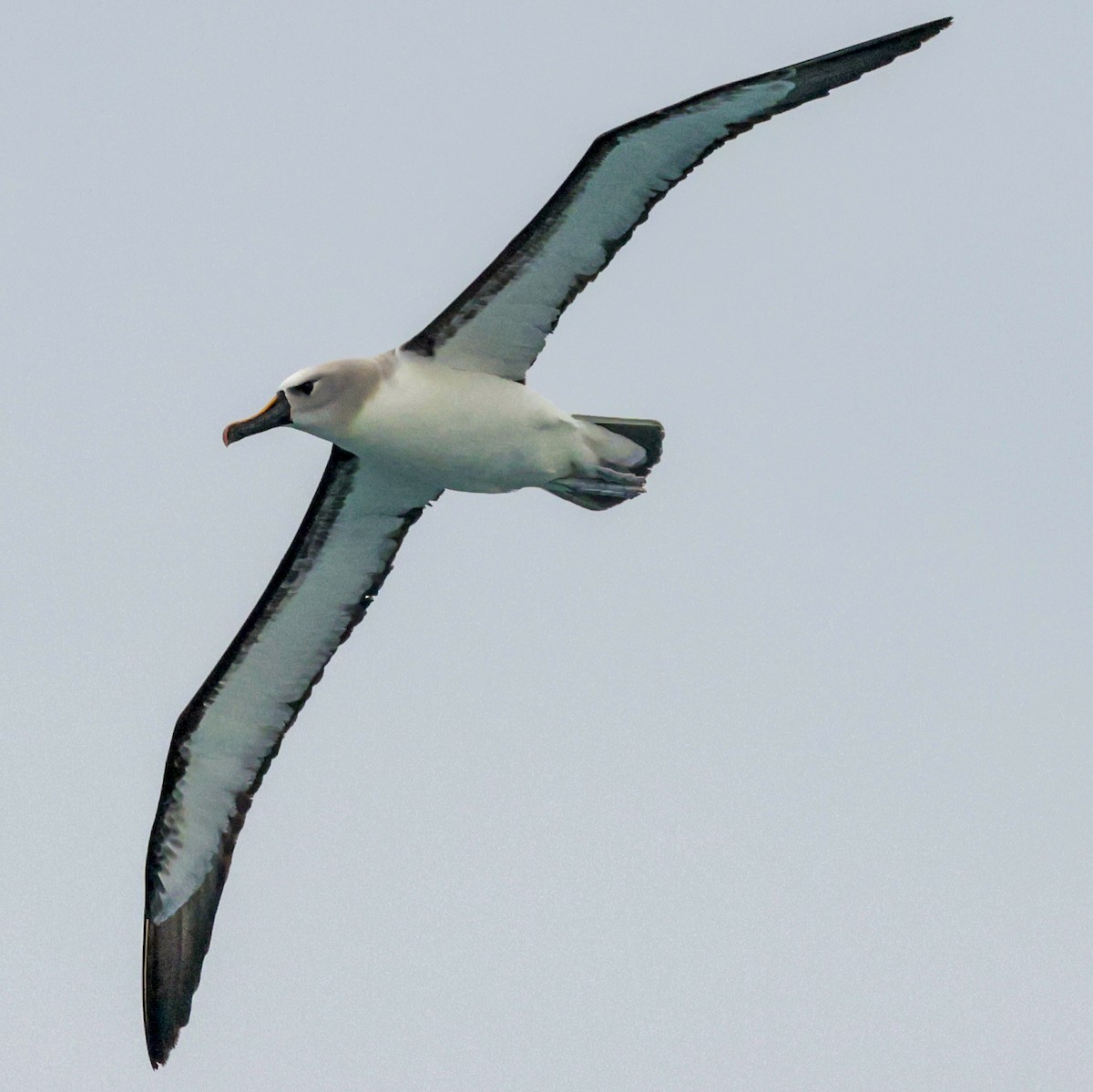 Atlantic Yellow-nosed Albatross - ML651336649