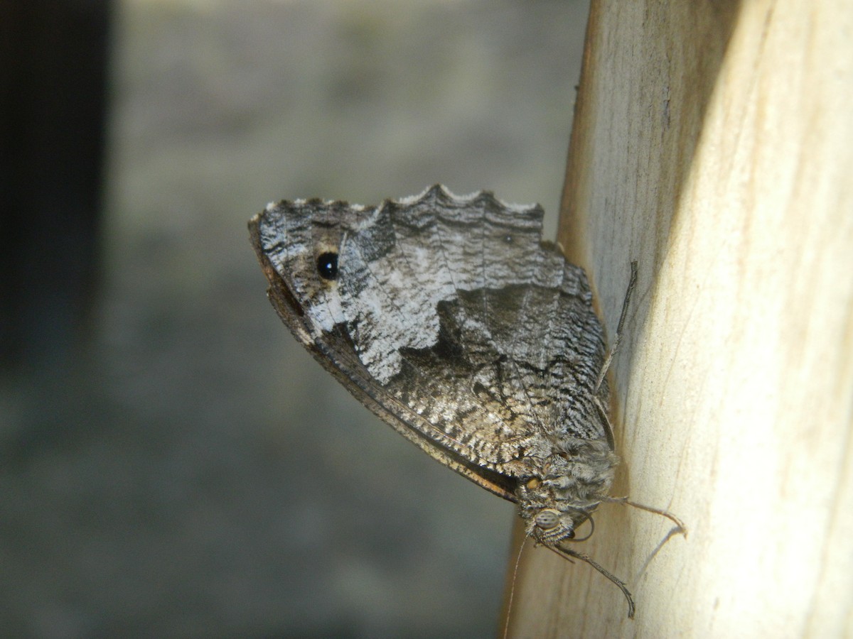 Eastern Rock Grayling - ML651337401
