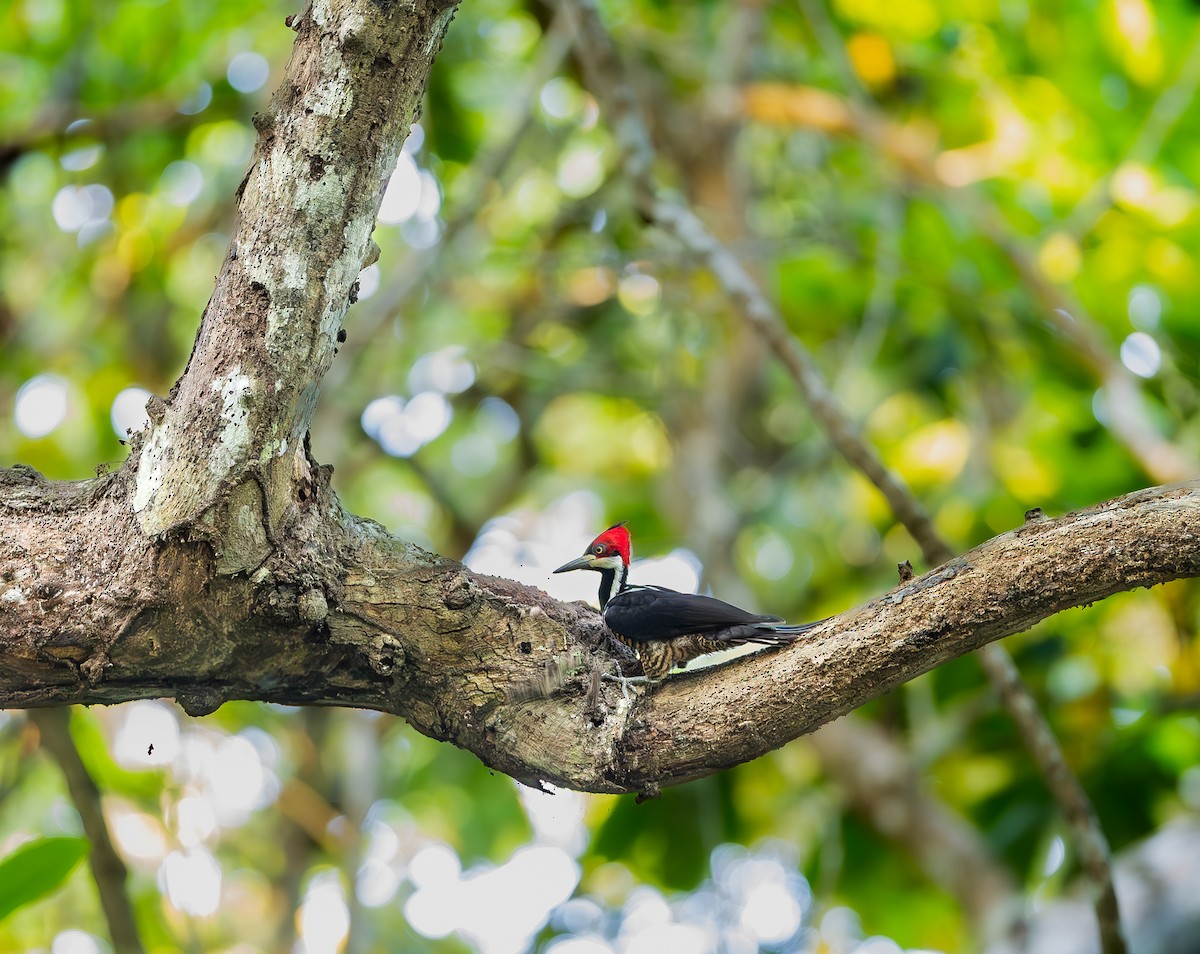 Crimson-crested Woodpecker - ML651337499
