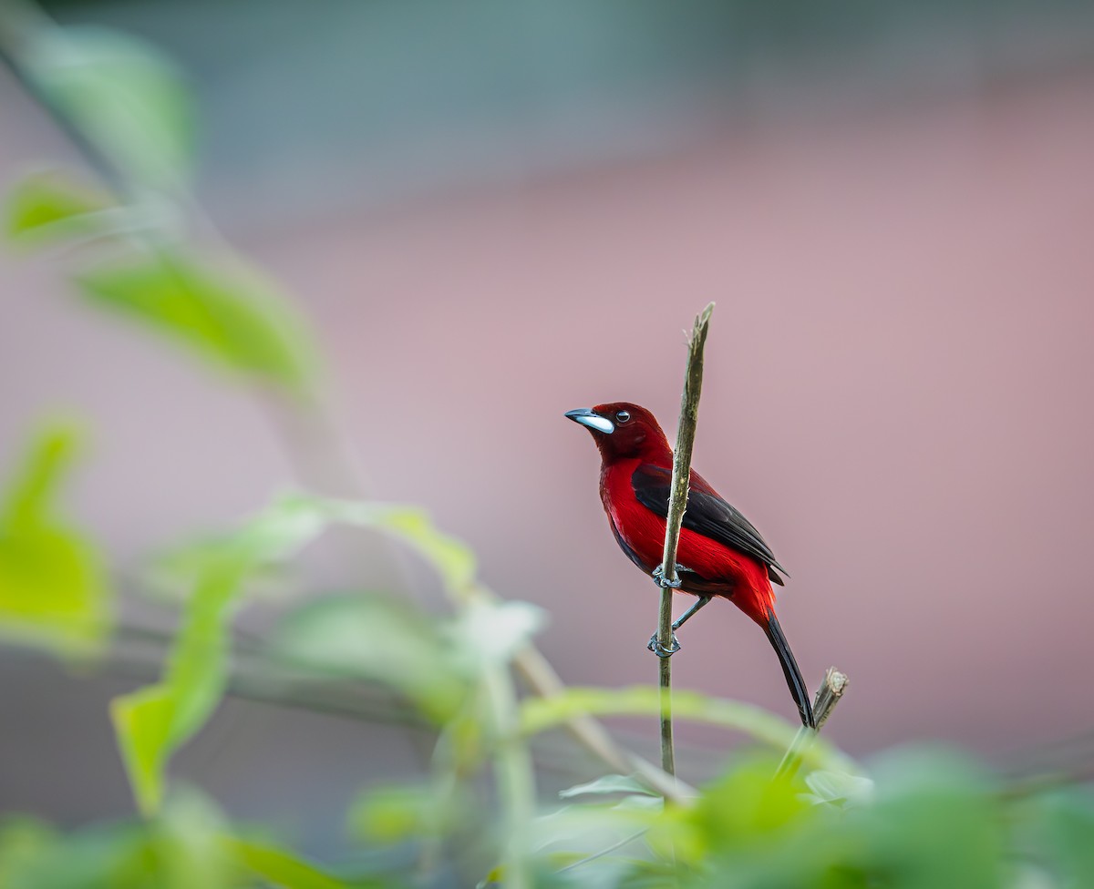 Crimson-backed Tanager - ML651337522