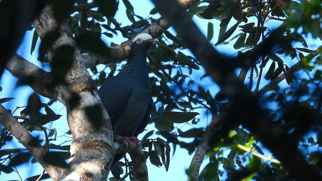 White-crowned Pigeon - ML651337572