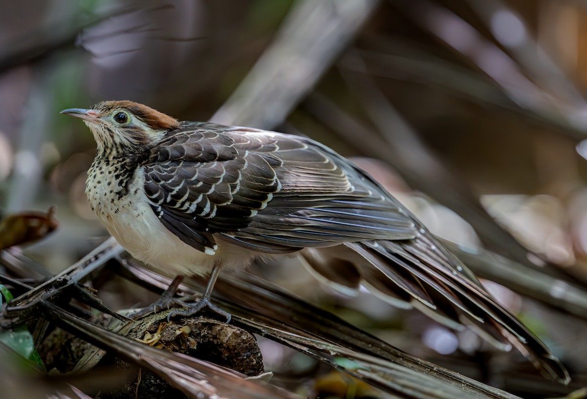 Pheasant Cuckoo - ML651337709