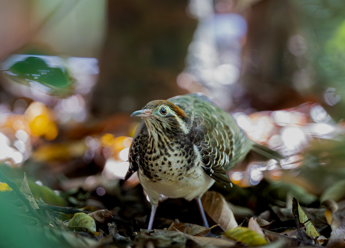 Pheasant Cuckoo - ML651337710