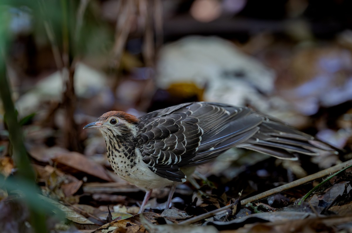 Pheasant Cuckoo - ML651337711