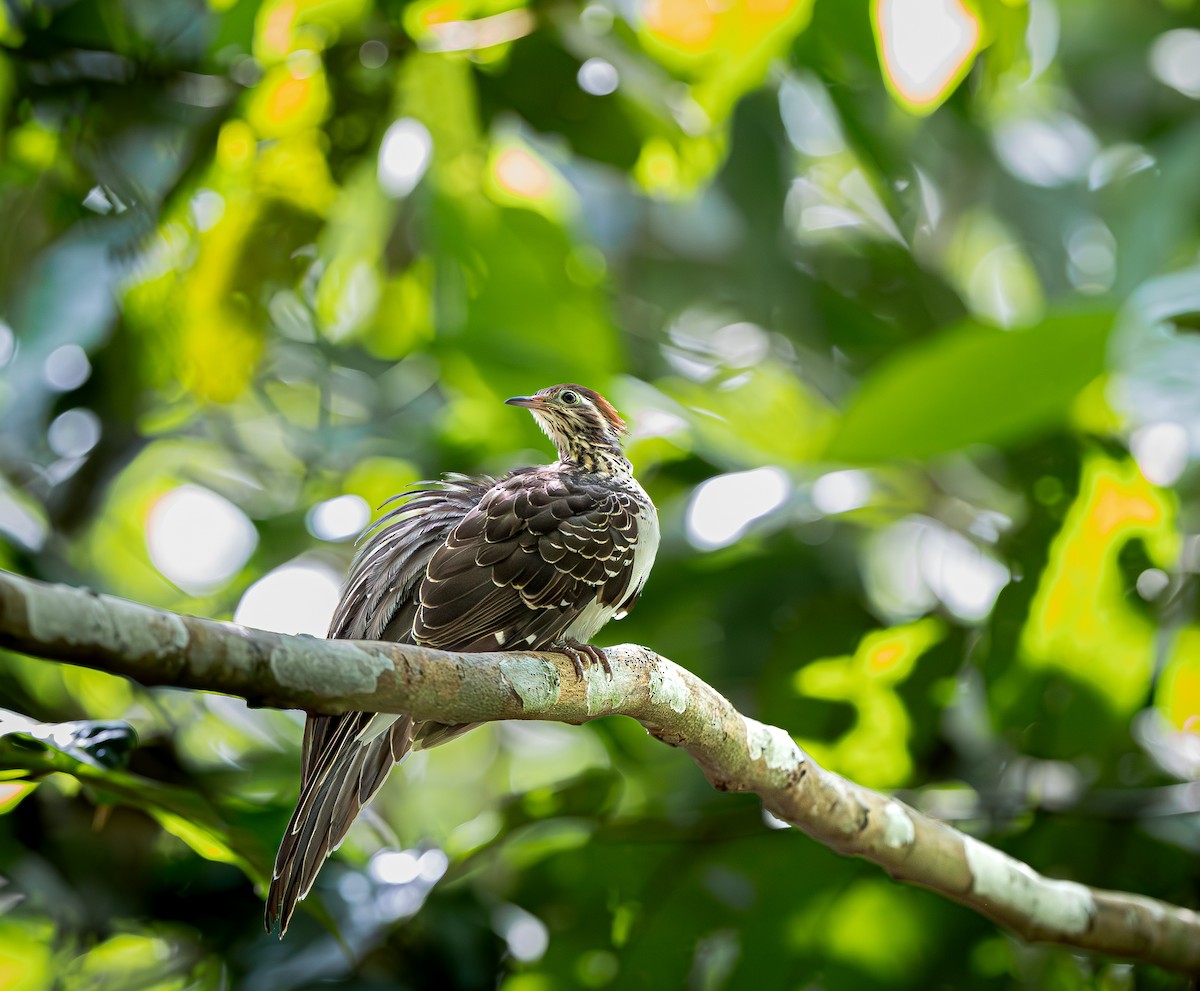 Pheasant Cuckoo - ML651337712