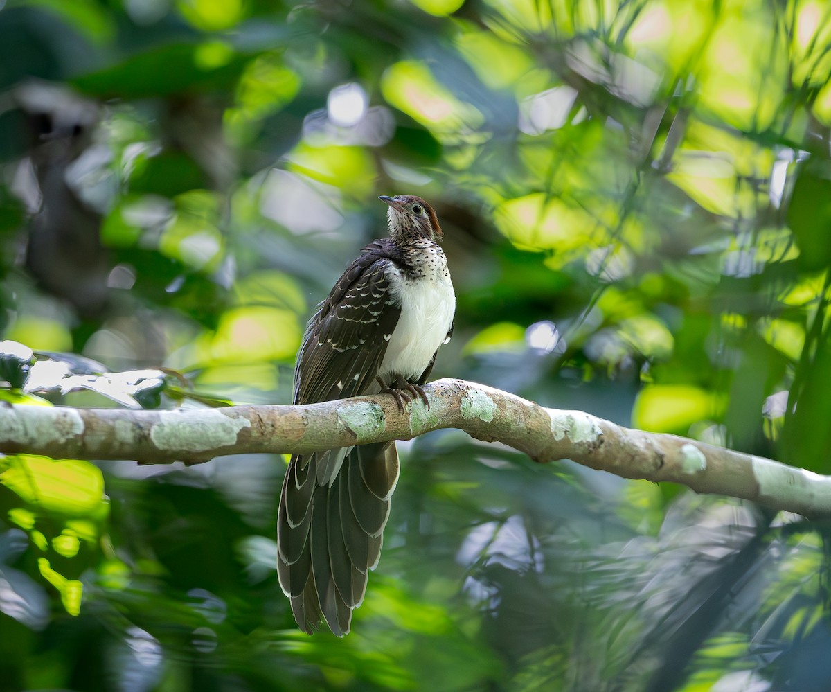 Pheasant Cuckoo - ML651337713