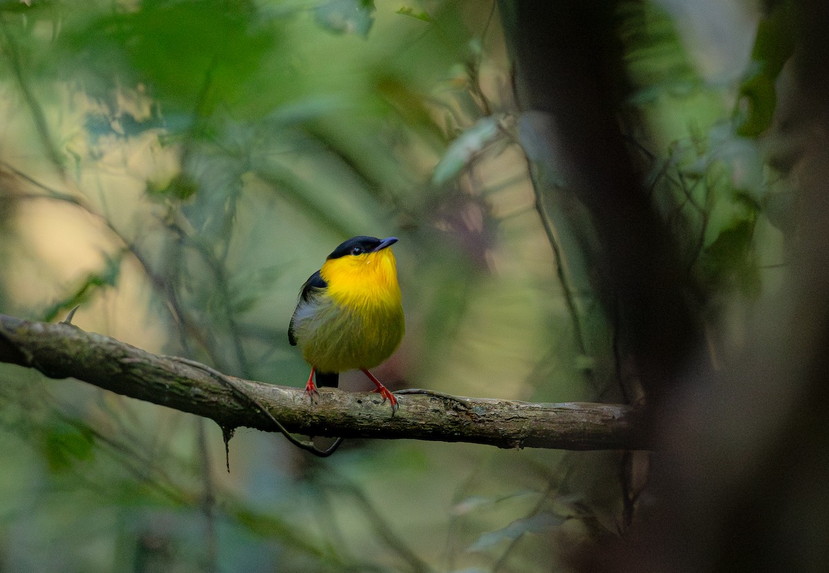 Golden-collared Manakin - ML651337819