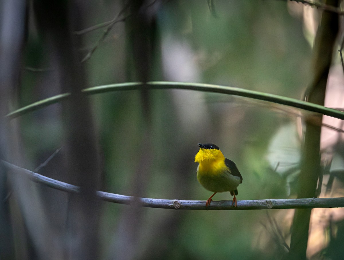 Golden-collared Manakin - ML651337820