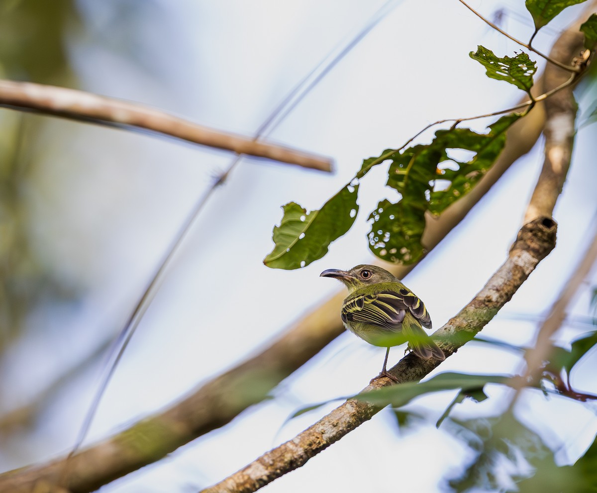 Southern Bentbill - ML651337845