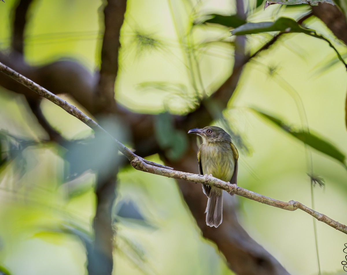 Southern Bentbill - ML651337846